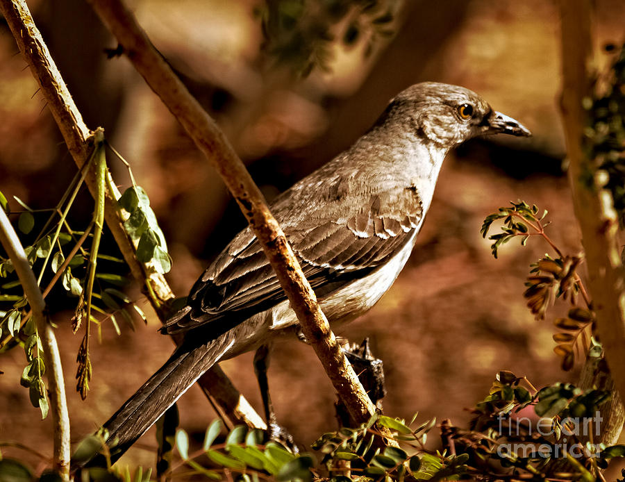 Mockingbird #4 Photograph by Robert Bales
