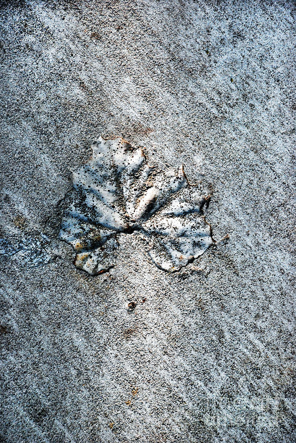 Modern Fossils #1 Photograph by Skip Willits