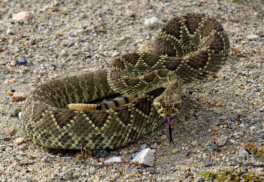 Mohave Green Rattlesnake Striking Position 4 Photograph by Bob Christopher