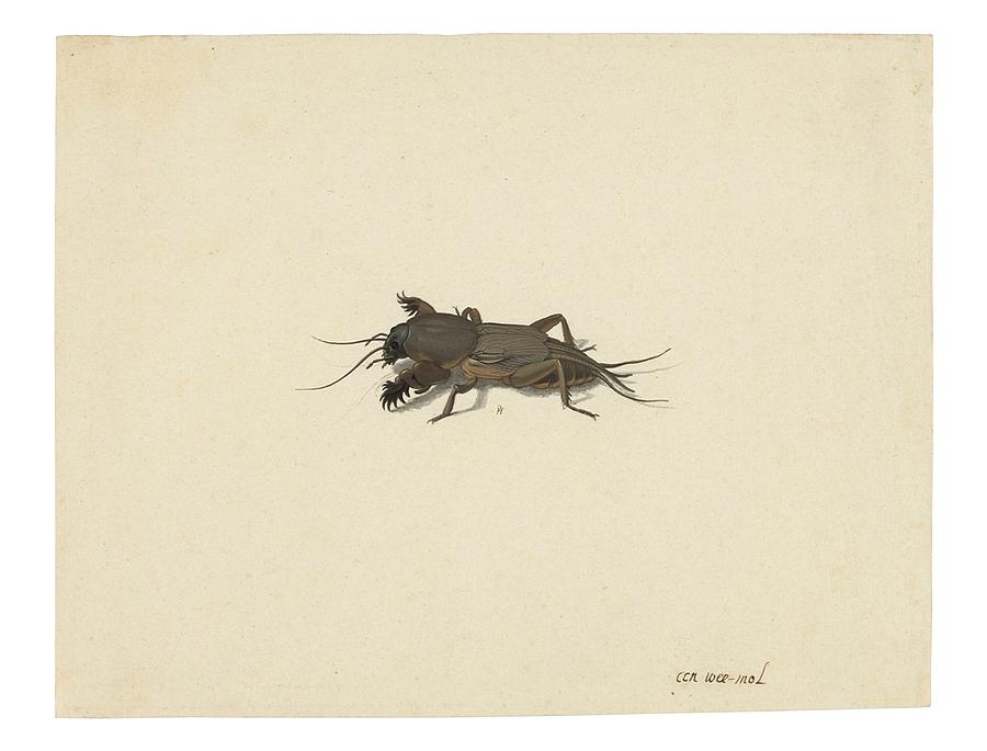 Mole cricket Painting by MotionAge Designs - Fine Art America