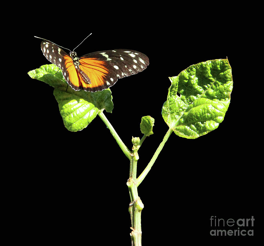 Butterfly Photograph - Monarach Butterfly #1 by Art Kurgin
