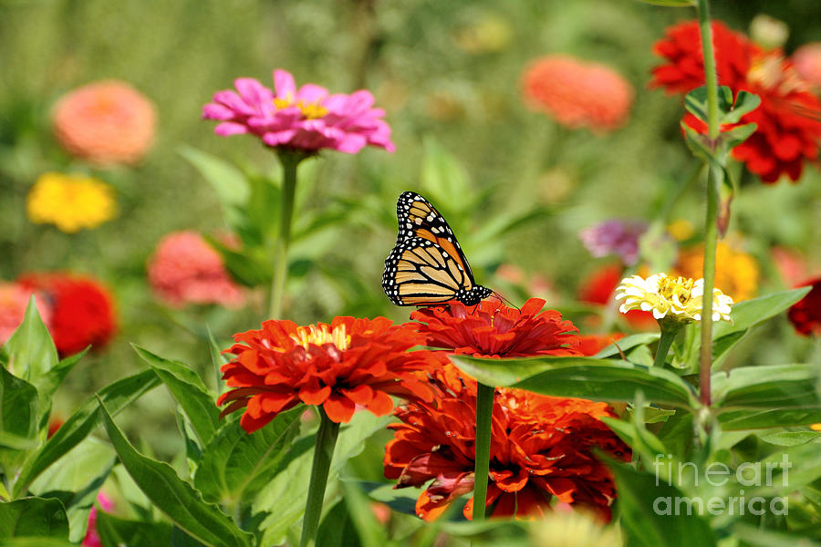 Monarch and Flowers #1 Photograph by Edward Sobuta