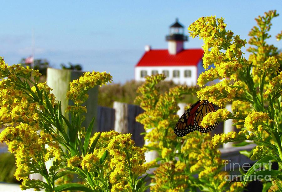 Monarch at East Point Light #1 Photograph by Nancy Patterson