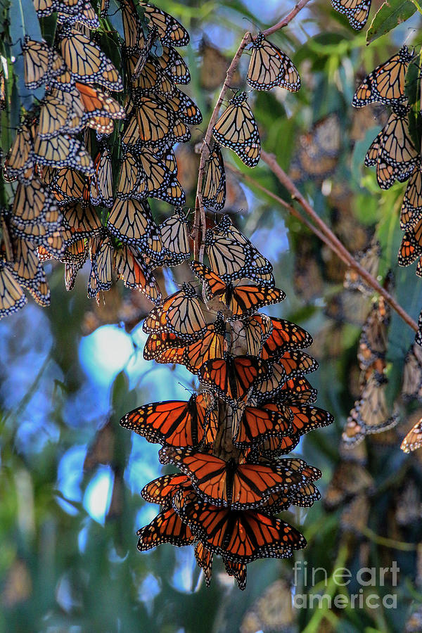 Monarch Beauty #2 Photograph by Craig Corwin