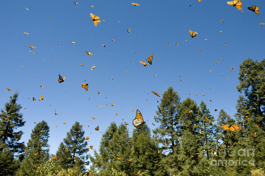 Monarch Butterflies, Mexico #1 Photograph by Howie Garber