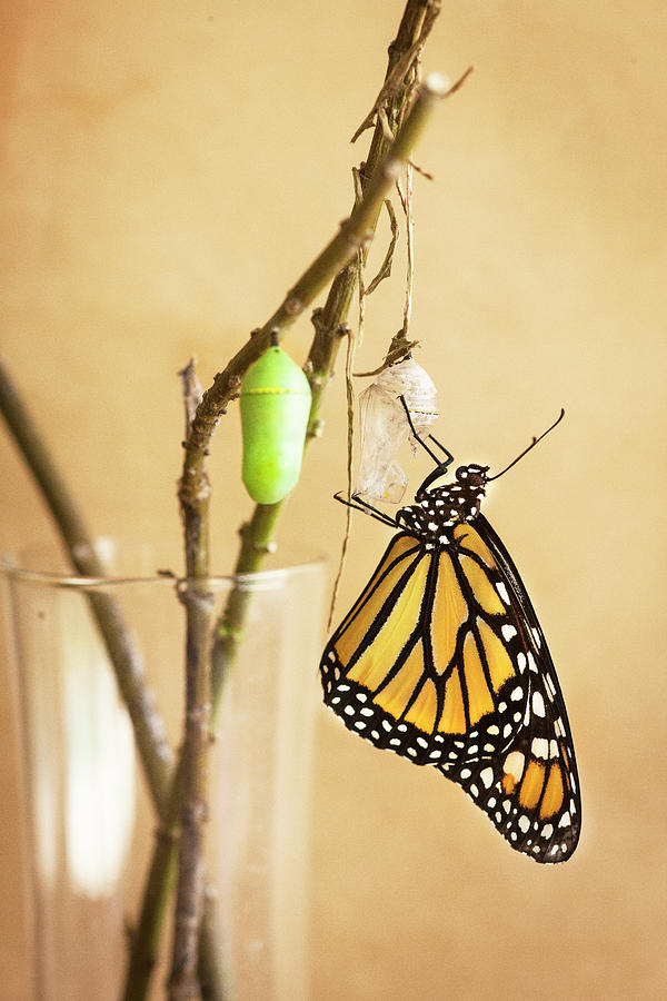 Monarch Butterflies #1 Photograph by Rich Franco