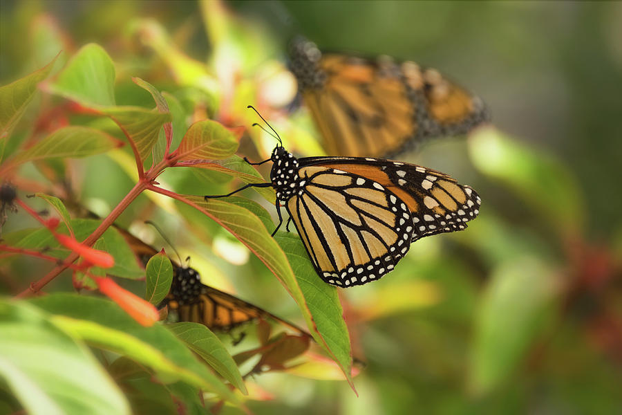Butterfly Photograph - Monarch Butterflies  #2 by Saija Lehtonen