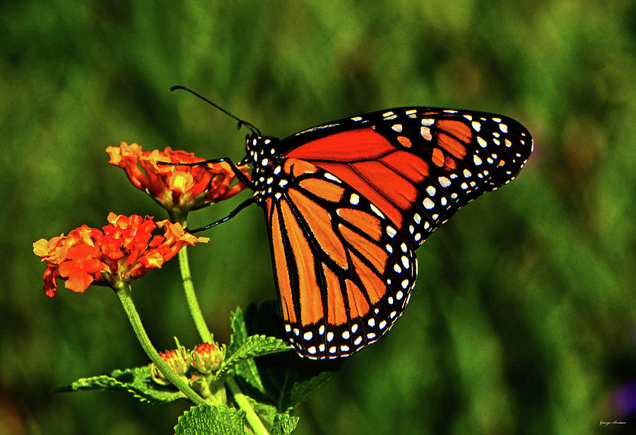 Monarch Butterfly 006 #1 Photograph by George Bostian