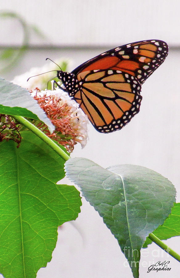 Monarch Butterfly In The Garden 1 Photograph by CAC Graphics
