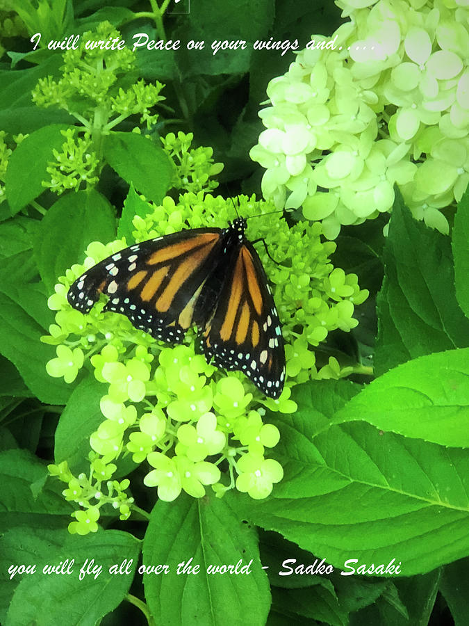 Monarch Butterfly Photograph by Betsy Cullen