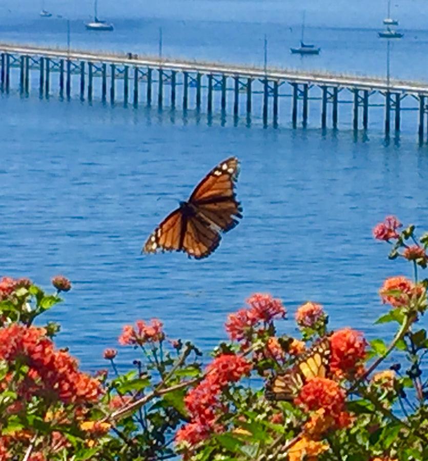 Monarch Butterfly by the Sea #1 Photograph by Jan Moore