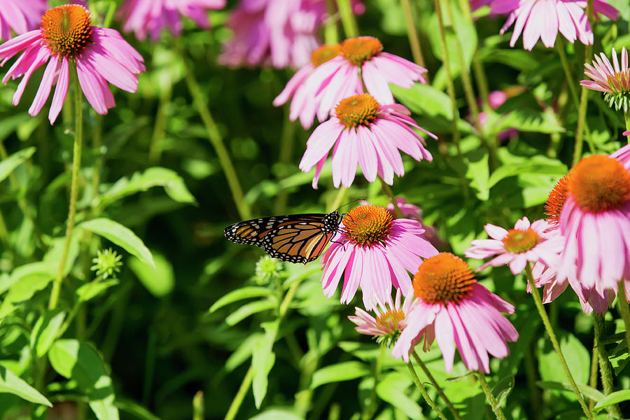 Monarch Butterfly  #1 Photograph by David Stasiak
