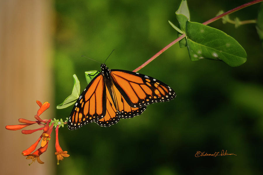 Monarch Butterfly #1 Photograph by Ed Peterson
