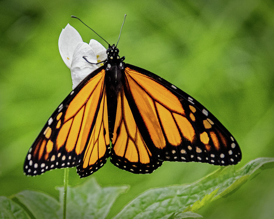 Monarch Butterfly #1 Photograph by Ira Marcus