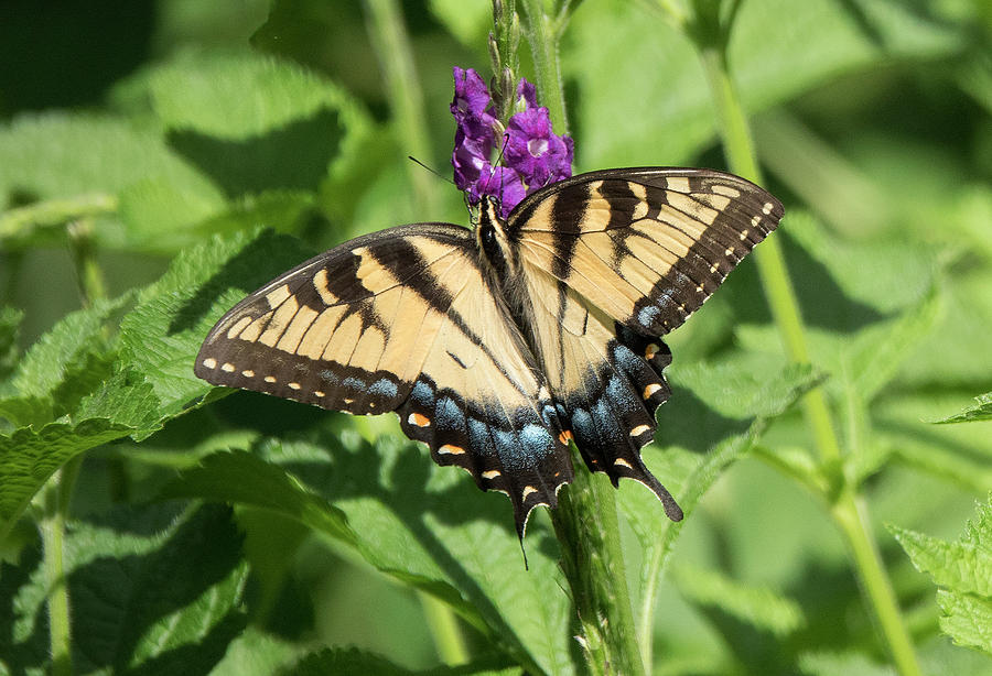 Monarch Butterfly #1 Photograph by Jack Nevitt