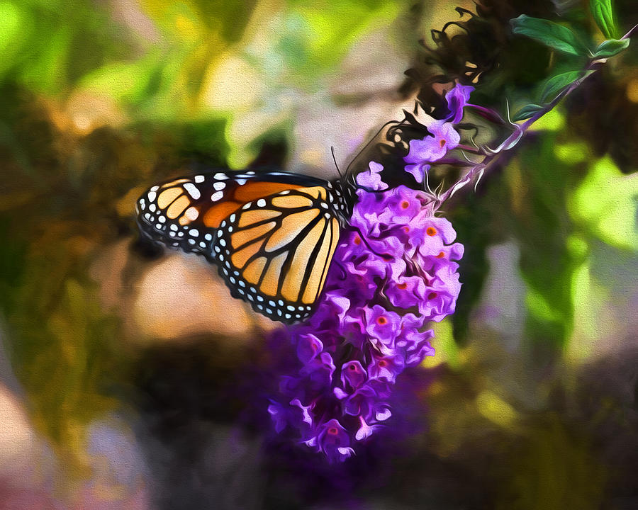 Monarch Butterfly #1 Photograph by John Freidenberg