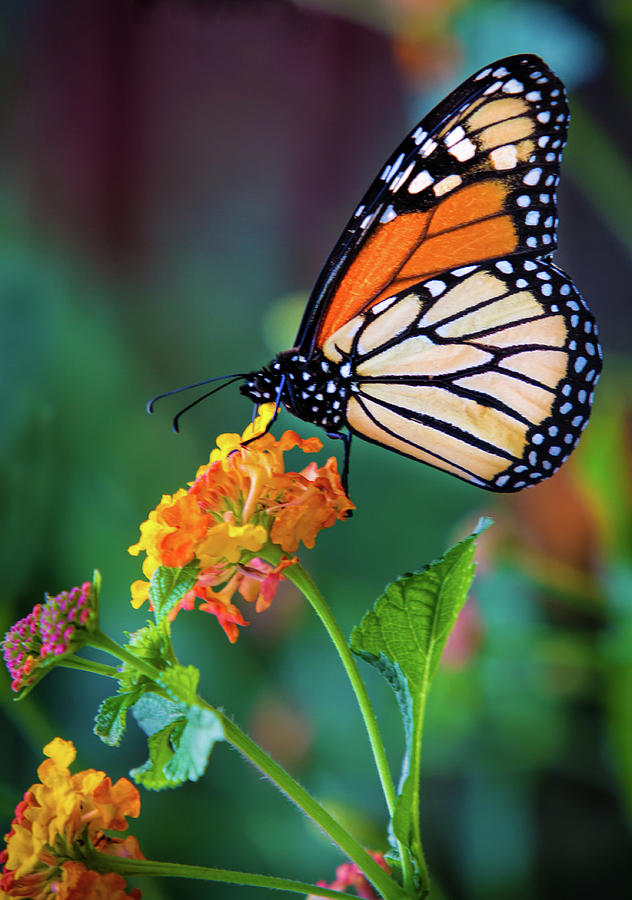 Monarch Butterfly Photograph by Mark Chandler - Fine Art America