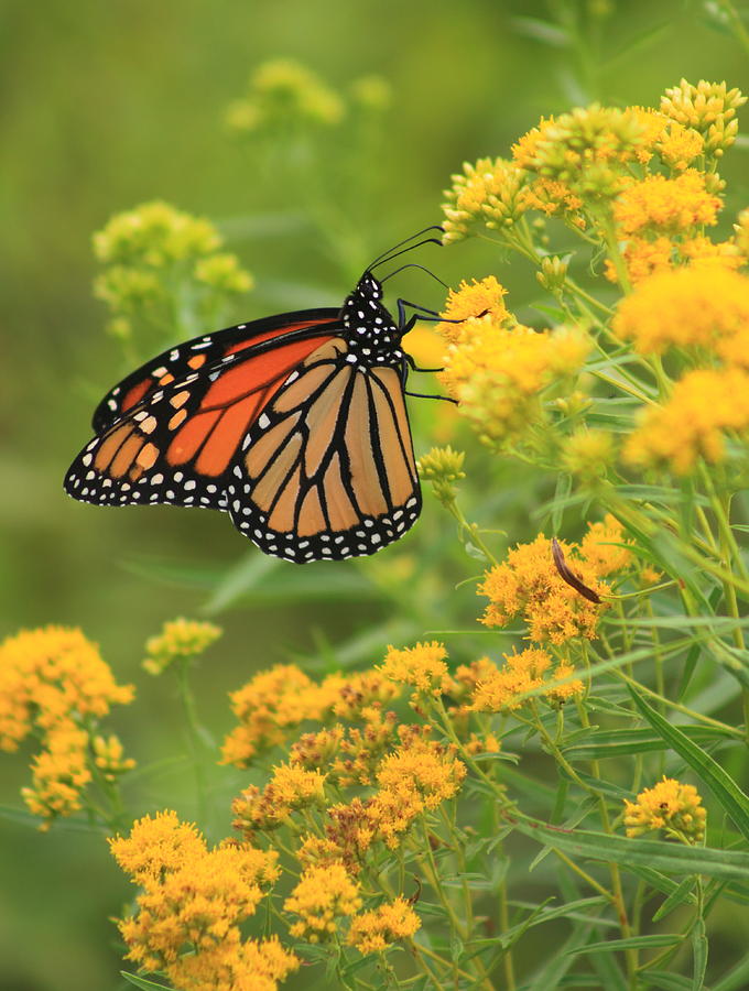 Monarch Butterfly on Goldenrod #1 Photograph by John Burk