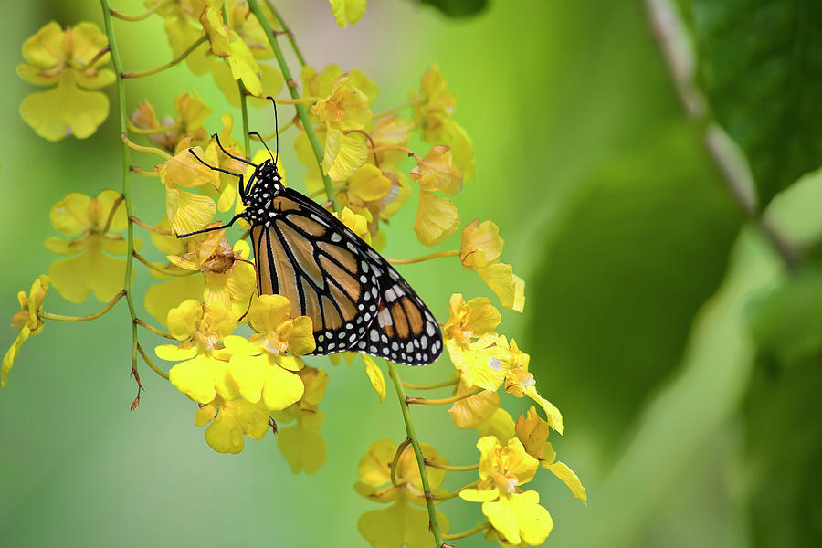 Monarch Butterfly on Yellow Orchids #1 Photograph by Jill Lang