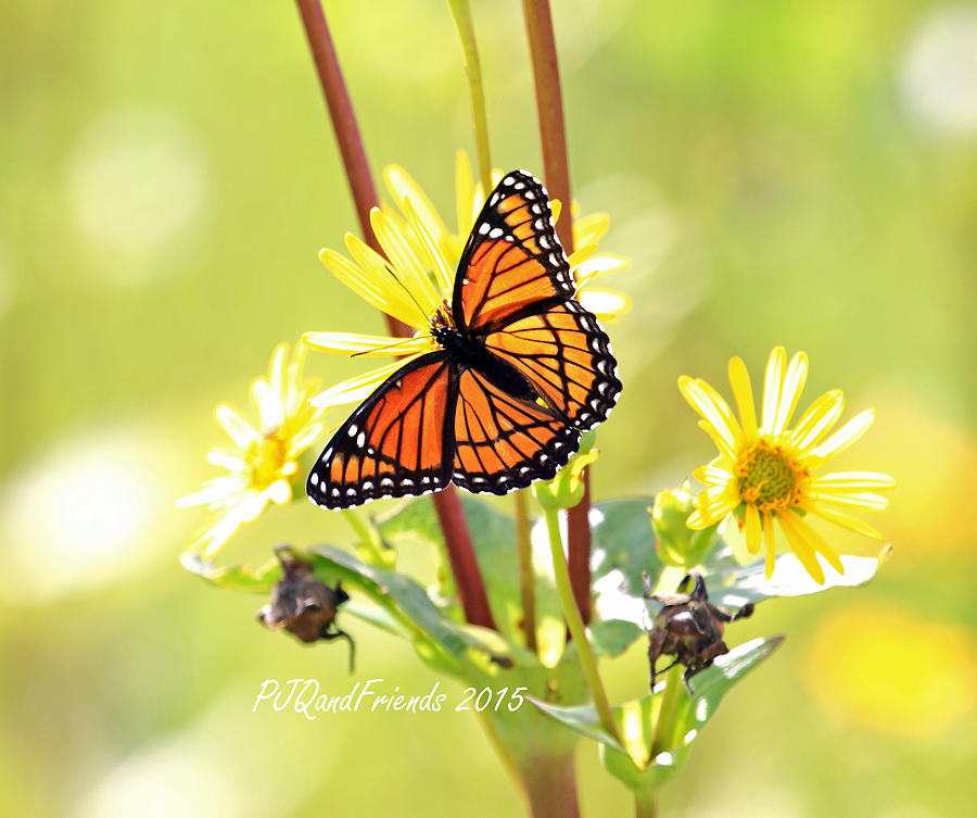Monarch Butterfly on Yellow #1 Photograph by PJQandFriends Photography