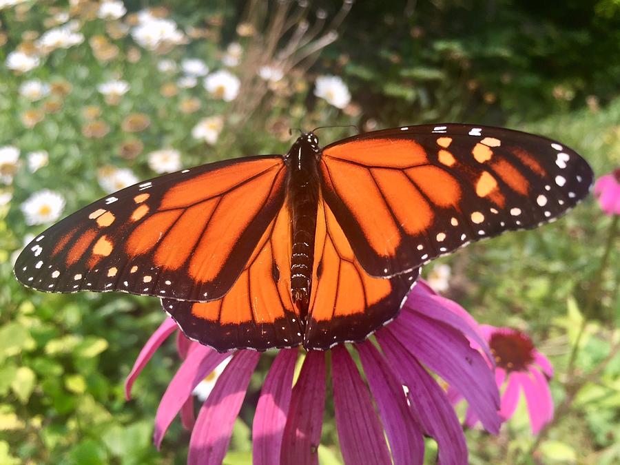 Monarch Butterfly #1 Photograph by Paula Brown