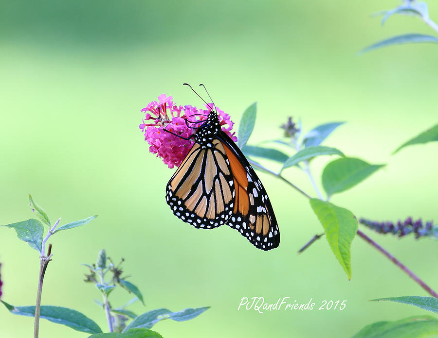 Monarch Butterfly #1 Photograph by PJQandFriends Photography