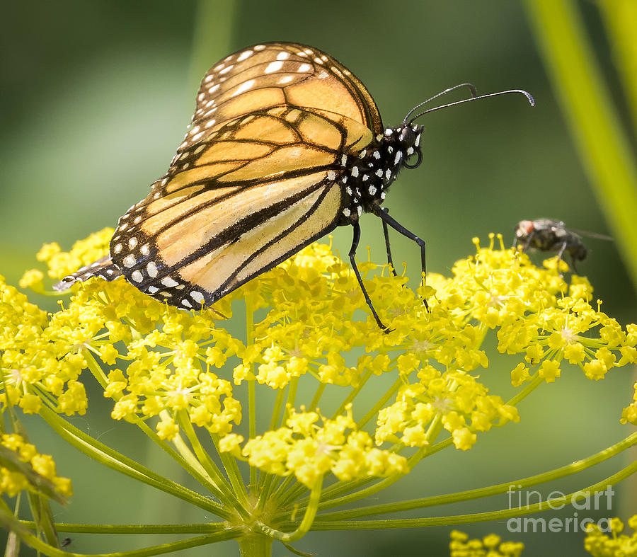Canon Photograph - Monarch Butterfly by Ricky L Jones Canon Photograph - Monarch Butterfly by Ricky L Jones