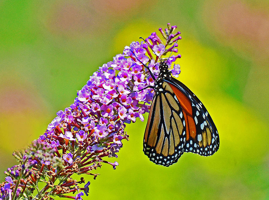 Monarch Butterfly #1 Photograph by Rodney Campbell