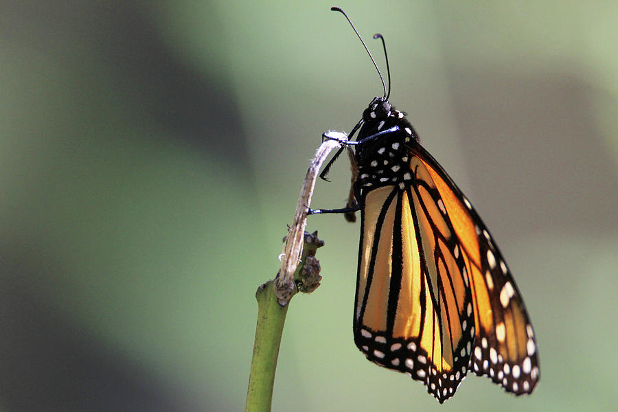 Monarch Butterfly Stony Brook New York #1 Photograph by Bob Savage