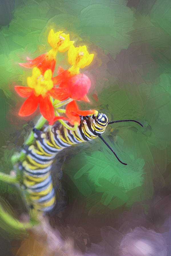 Monarch Caterpillar and Milkweed Flowers #2 Photograph by Rich Franco