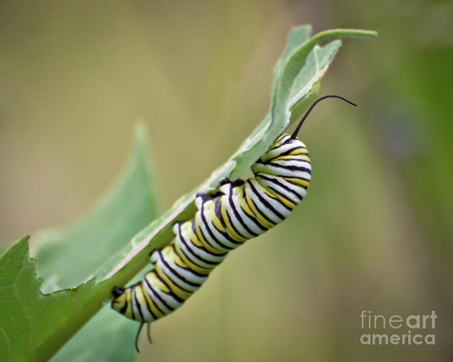 Monarch Caterpillar #1 Photograph by Kerri Farley