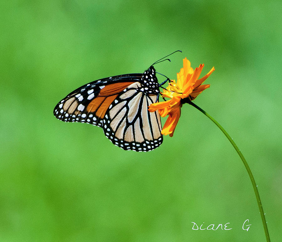 Monarch #1 Photograph by Diane Giurco