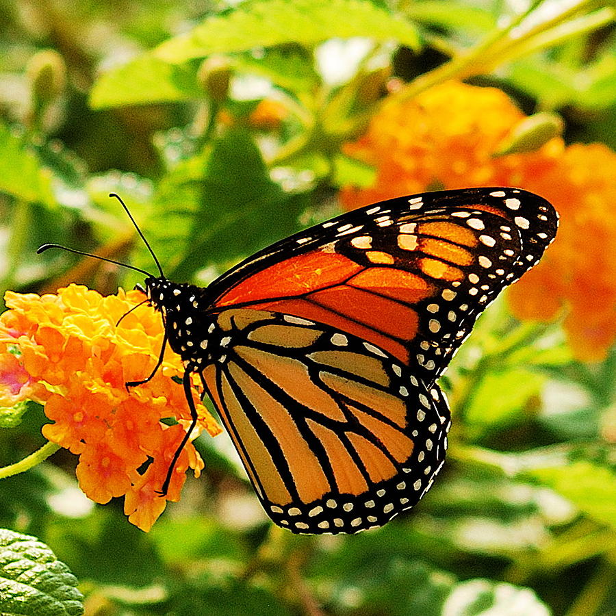 Monarch #1 Photograph by Michael Peychich