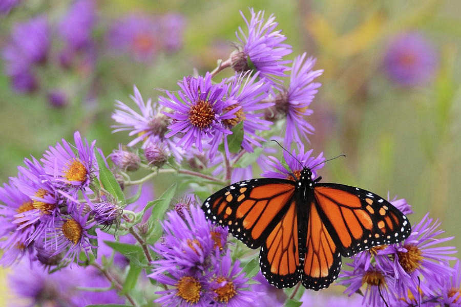 Monarch on Aster #1 Photograph by Brook Burling