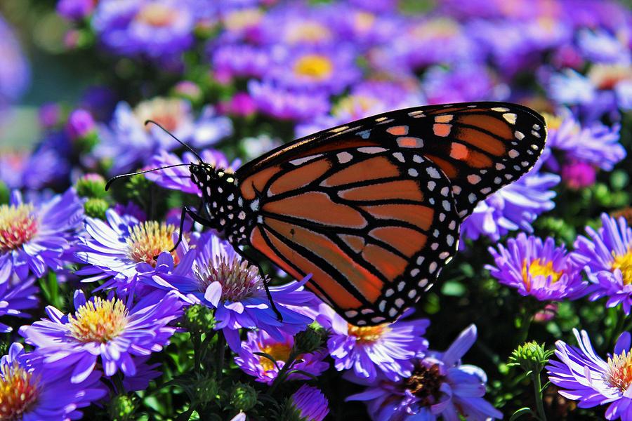 Monarch on Asters Photograph by Michiale Schneider
