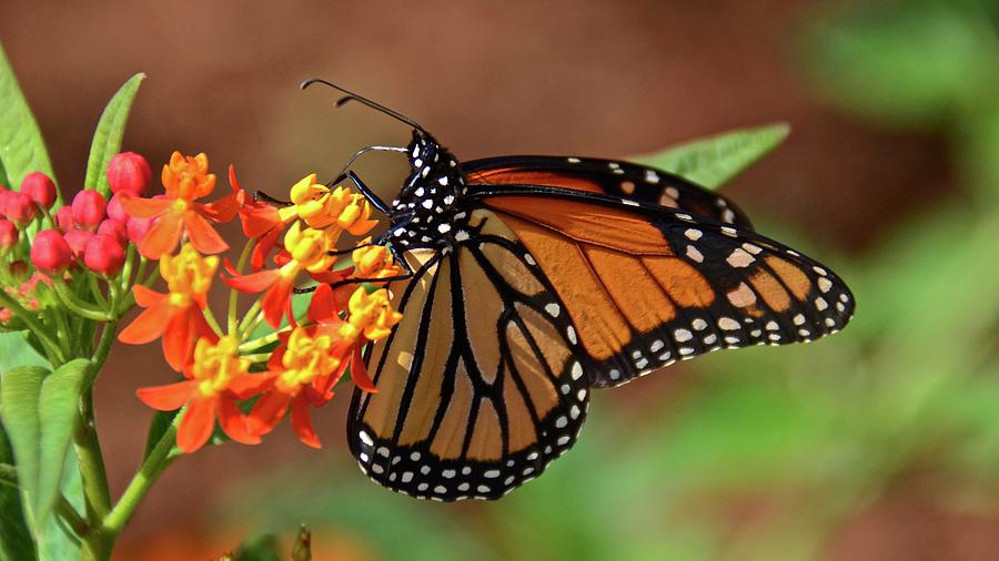 Monarch on Milkweed #1 Photograph by Carol Bradley