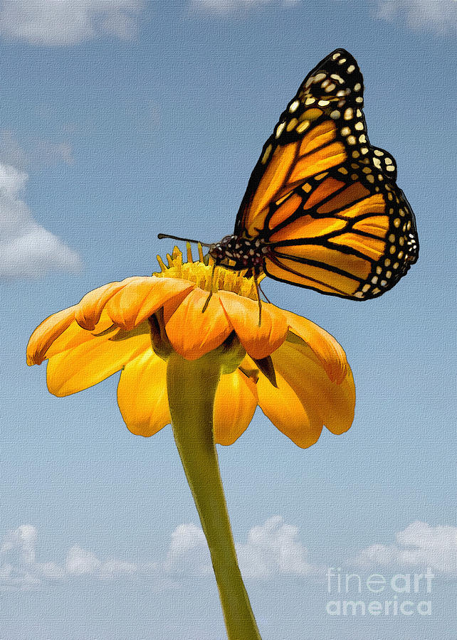 Monarch #1 Photograph by Sharon Foster
