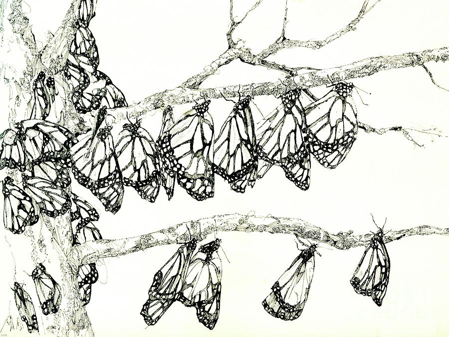 Monarch Tree Drawing by Lizi Beard-Ward