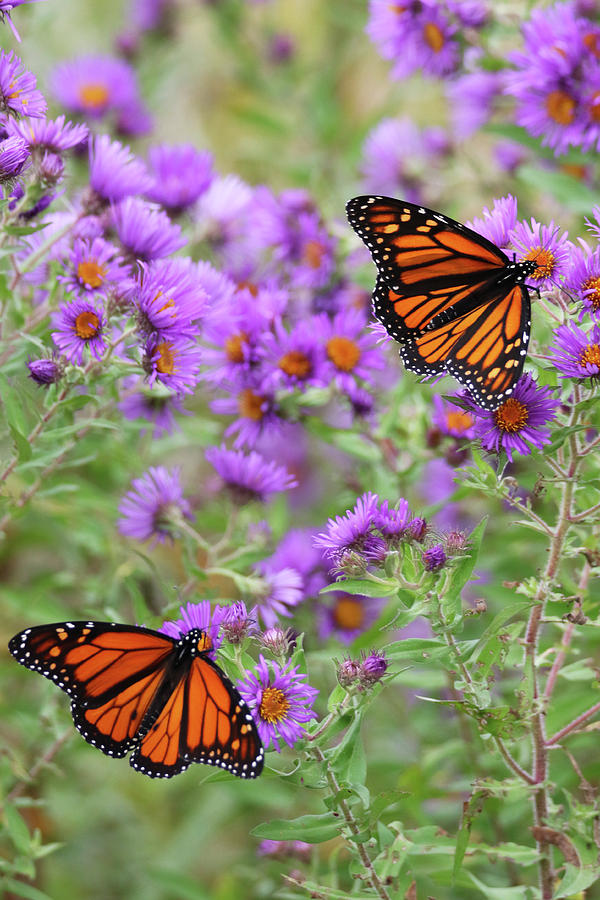 Monarchs on Aster #1 Photograph by Brook Burling