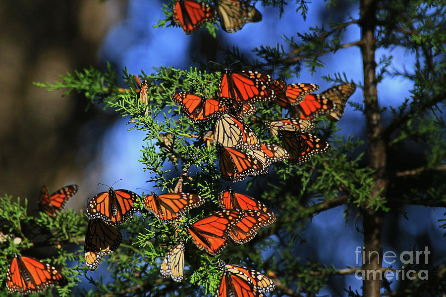 Butterfly Photograph - Monarchs on Cypress #2 by Craig Corwin