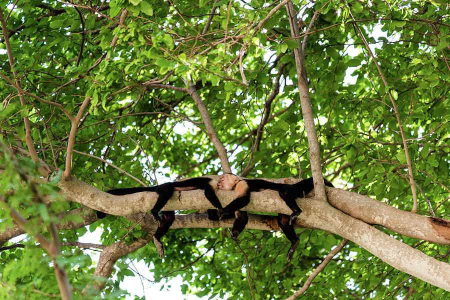 Wildlife Photograph - Monkey Love by Michael Santos Wildlife Photograph - Monkey Love by Michael Santos