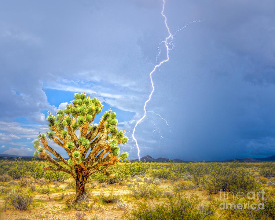 Monsoon in the  Mojave Photograph by Lisa Manifold