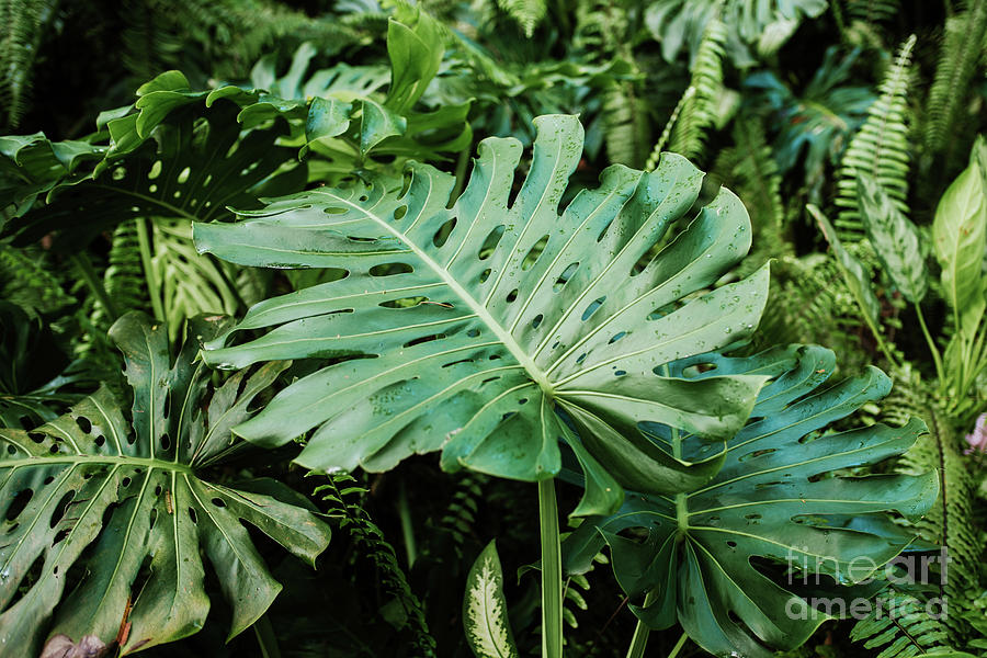 Jungle Photograph - Monstera plant #1 by Viktor Pravdica