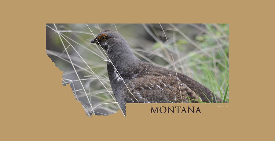 Montana-Dusky Grouse #2 Photograph by Whispering Peaks Photography