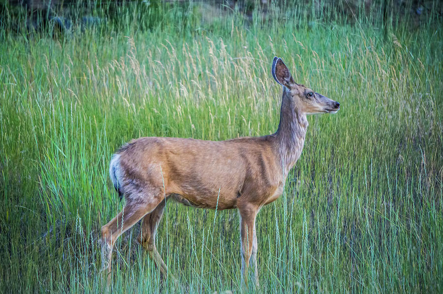 Montana Red Deer Doe Grazing In Field #1 Photograph by Alex Grichenko