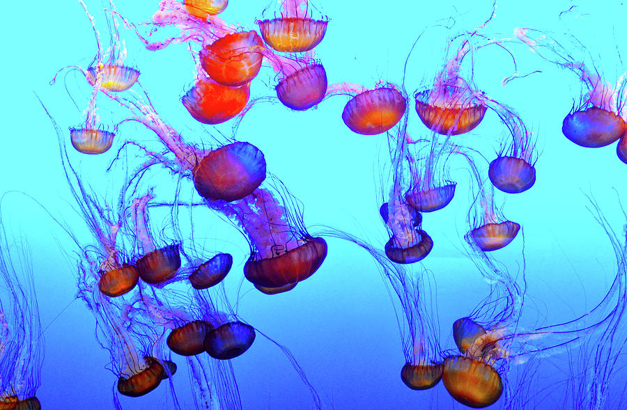 Monterey Bay Jellyfish #2 Photograph by Barbara Snyder