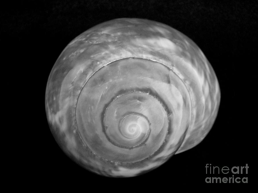 Mary Deal Photograph - Moon Shell by Mary Deal Mary Deal Photograph - Moon Shell by Mary Deal