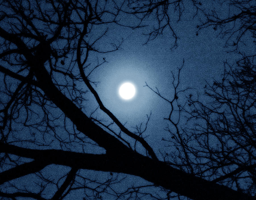 Moon Tree #1 Photograph by Lindy Pollard - Fine Art America