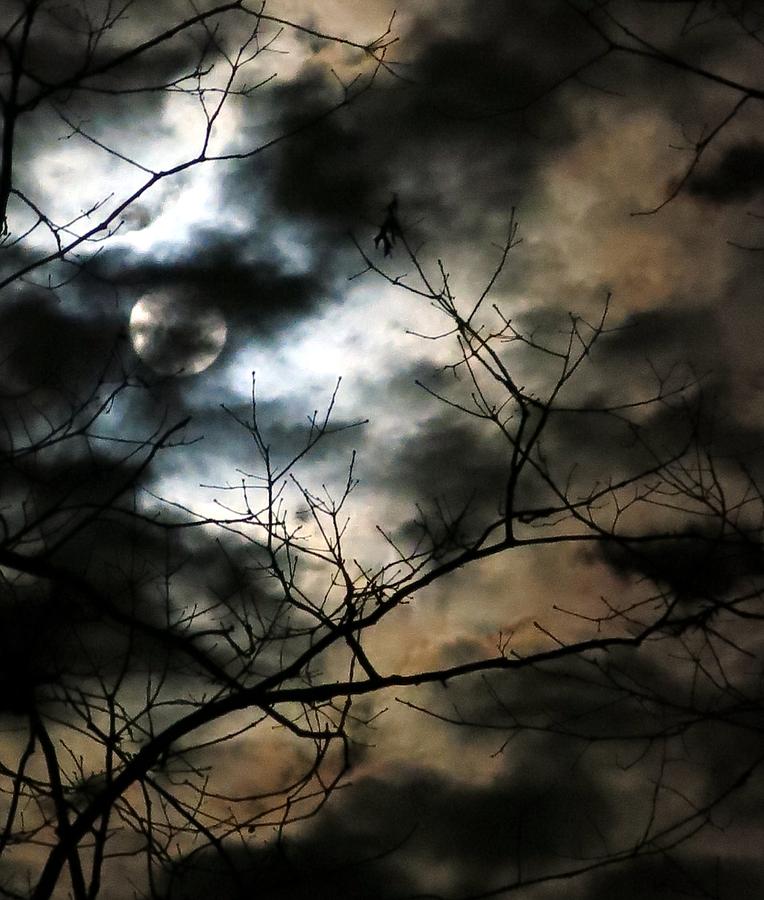 Moonglow #1 Photograph by Betty Buller Whitehead