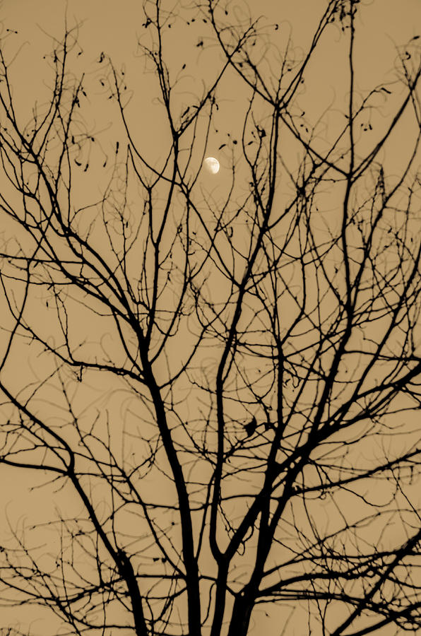 Moonlight Sonata #1 Photograph by AM FineArtPrints